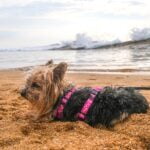 Διακοπές μαζί με τους τετράποδους φίλους