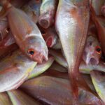 Φρέσκο ψάρι: Πως το ξεχωρίζω