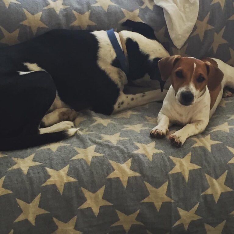 Παγκόσμια Ημέρα Ζώον!!! Μια ιστορία αγάπης και αφοσίωσης.